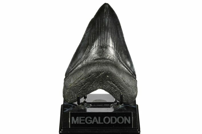 Black, Fossil Megalodon Tooth - South Carolina #182966